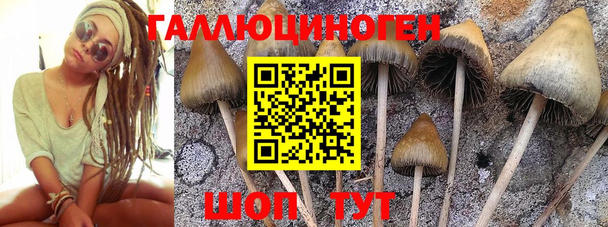 Псилоцибиновые грибы GOLDEN TEACHER Кубинка